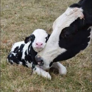 Meet your Posher, Bailey